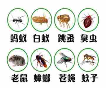 白蚁防治